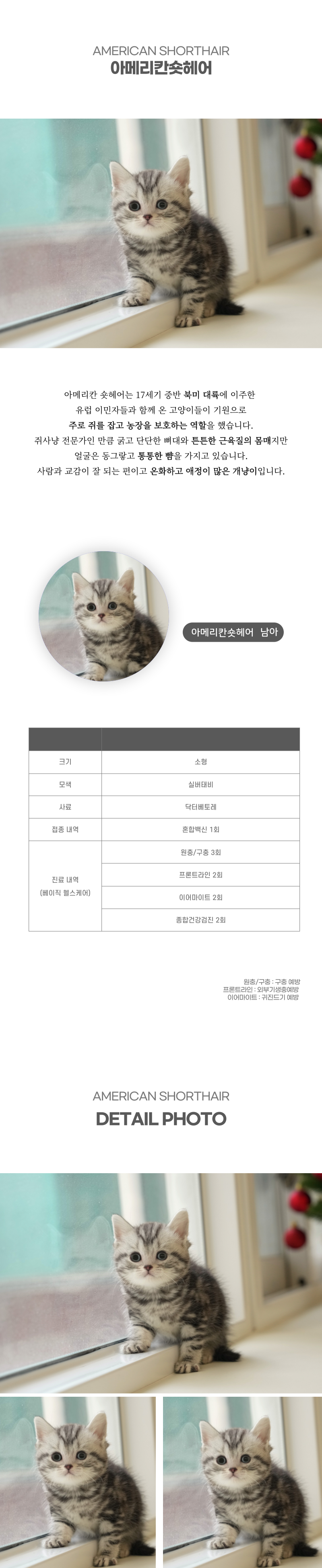 아메리칸숏헤어_상세이미지_2